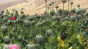 کشت آزمایشی «شقایق اُلی‌فرا» با موفقیت انجام شد