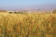 برداشت خوشه های طلایی - شهرستان اهر
