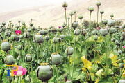 رشد قارچ‌گونه مزارع غیرمجاز خشخاش در سایه چالش تأمین دارو