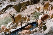 سرشماری پستانداران شاخص دره شهدا ارومیه