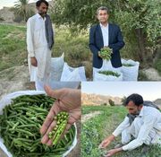 برداشت نخودسبز از اراضی کشاورزی شهرستان سرباز