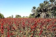 برداشت چای ترش در شهرستان دلگان