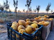 برگزاری اولین جشنواره استانی بِه در بهاباد