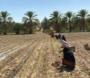 ایرانشهر قطب کشاورزی سیستان و بلوچستان