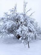 ادامه بارش برف و باران، تا فردا در مازندران