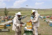 کوچ بهاره زنبورداران اردبیل به مناطق ییلاقی