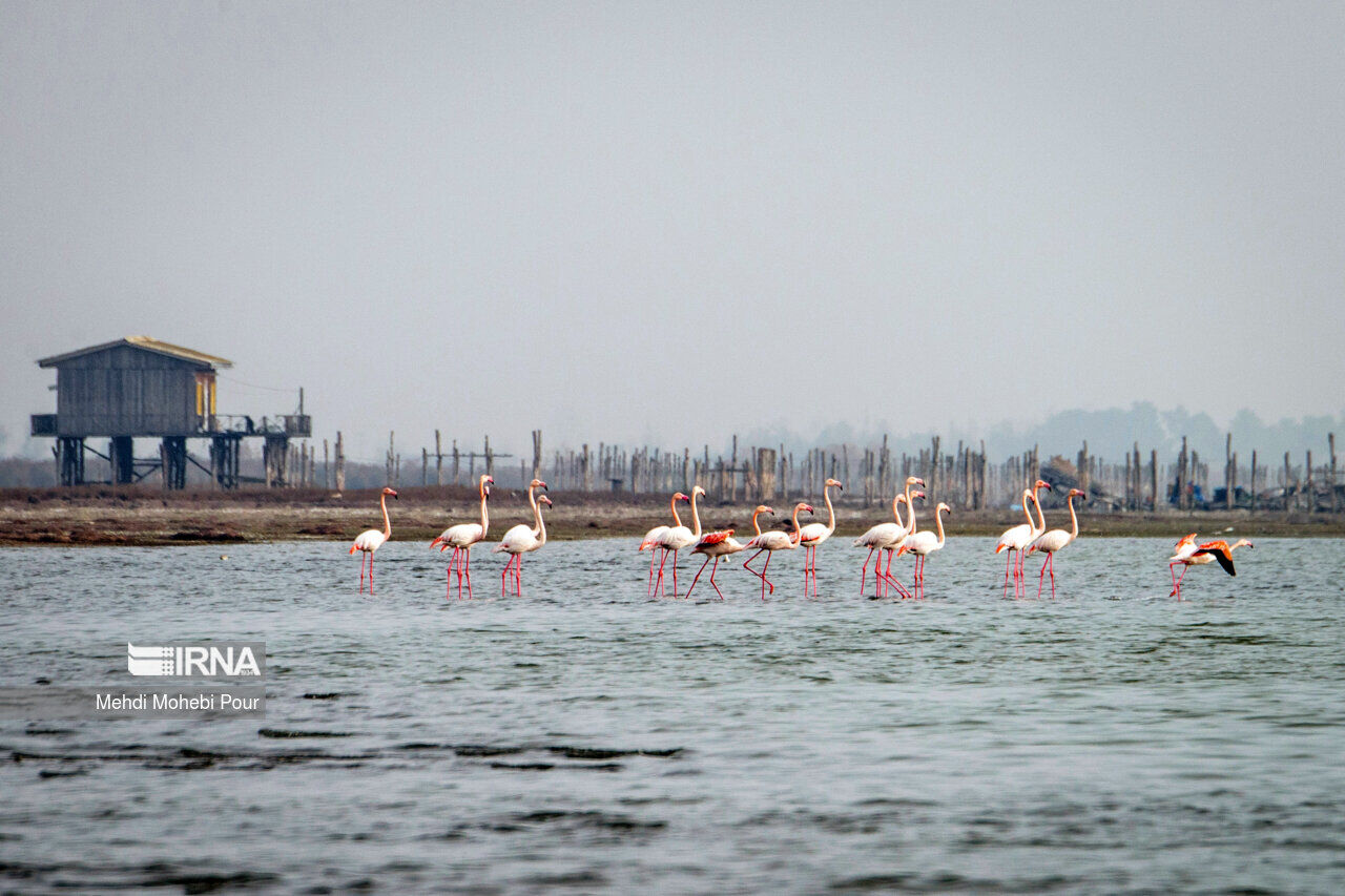 ضربالاجل های غیرکارشناسی پایان یافت؛ خلیج گرگان در مسیر ساماندهی علمی