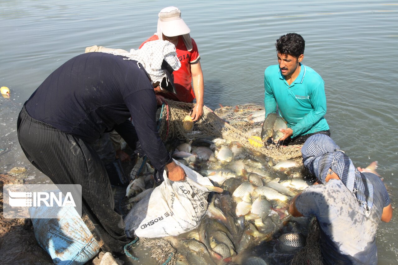 کرمانشاه از تولیدکنندگان برتر ماهی کشور اما بدون بازارچه اختصاصی