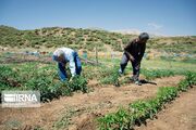 سرشماری عمومی کشاورزی یاریگر محققان در برنامه ریزی بهنگام است