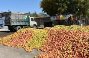 ۸۰۰ تن سیب پا درختی از باغداران لرستان خریداری شد