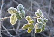 سوز سرمای زمستانی در آذربایجان‌غربی بیشتر شد