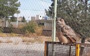 یک بهله "شاه بوف" به حفاظت محیط زیست اردستان تحویل شد