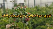 فیلم/ هدفگذاری کهگیلویه وبویراحمد برای قطب تولید میوه استوایی«بلوبری»