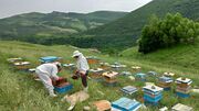 کوچ بهاره زنبورداران اردبیل به مناطق ییلاقی آغاز شد
