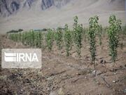 کاشت ۴۰ هکتار بلوط و ارس در مناطق طارم و الموت قزوین تشریح شد