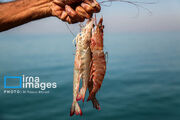 افزایش ۳۷ درصدی تولید میگو/ بوشهر نخستین تولیدکننده میگو کشور