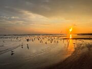 فیلم| تماشای طلوع با مهمانان زمستان‌گذران در ساحل رامسر