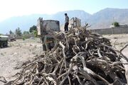 تاغزارهای سرایان در آتش سودجویی/زغال‌سوزهای شمال مقصد قاچاقچیان