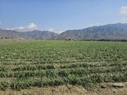 سیل ۶ هزار هکتار به محصولات زراعی هرمزگان خسارت زد