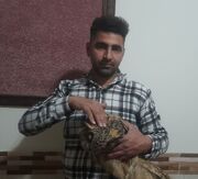 شاه بوف آسیب دیده به اداره محیط زیست زنجان تحویل شد