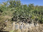 ۶.۵ میلیون نهال جنگلی و فضای سبز در گلستان تولید شد