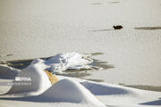 فیلم| چهره زیبای زمستانی و یخ‌زدگی تالاب بین‌المللی چغاخور چهارمحال و بختیاری