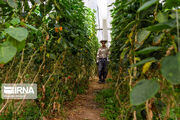 تولید محصولات گلخانه‌ای هرمزگان بیش از ۲۱۱ هزار تُن پیش‌بینی شد