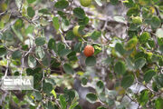 «کُنار» ظرفیت مغفول باغبانی و منابع طبیعی در جنوب کرمان
