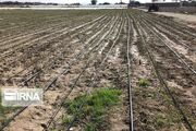 ۲۳۰۰ هکتار اراضی کشاورزی چهارمحال و بختیاری زیر پوشش آبیاری نوین قرار گرفت