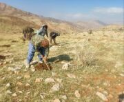 رونق اقتصادی و افزایش بهره‌وری در کهگیلویه وبویراحمد با توسعه کشت گیاهان دارویی