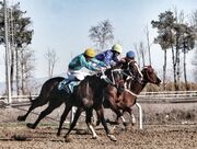 تاخت و تاز ۶۵ اسب در روز دوم هفته نهم کورس گنبدکاووس