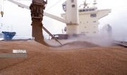 آغاز پهلوگیری و تخلیه ۶۶ هزار تُن گندم کیفی در بندر شهید رجایی هرمزگان