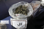 کشف ۴۴کیلوگرم «گُل» توسط پلیس پایتخت