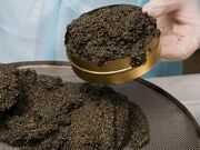 تولید ۱۰۲ تُن گوشت ماهی و ۱۶۴ کیلوگرم خاویار در استان تهران