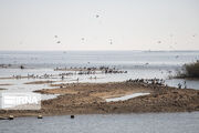 ثبت نشدن آمار چهار زیستگاه پرندگان آبزی خوزستان در سرشماری زمستانه
