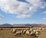 دشت یکانات مرند؛ از تنش آبی مزمن تا الگوی مدیریت پایدار آب