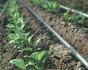 اخبار کوتاه اردبیل/طرح آبیاری قطره‌ای در شهرستان انگوت افتتاح شد