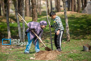 طرح کاشت درخت در چهارمحال و بختیاری؛ استقبال از زراعت چوب تا بی‌میلی به توسعه فضای سبز