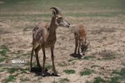 رشد هفت درصدی حیات‌وحش شاخص همدان/ کاهش ۵۰ درصدی آتش سوزی در نقاط حفاظت شده