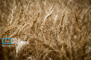 پیش‌بینی تولید ۱۳ میلیون تن گندم در سال زراعی جاری