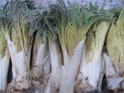 کَما؛ گنجینه دارویی خراسان جنوبی در دوراهی سفره مردم یا بقای طبیعت