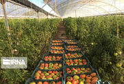 ۲۰۰ هکتار گلخانه در استان اردبیل در حال احداث است