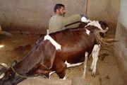 بزم خونی کنه‌ها در گرمای جنوب شرق؛ "تب کنگو" در کمین قصابان و دامداران