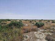 احیای طلایی مراتع مرزی گلستان با نهال‌های مقاوم