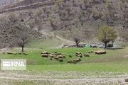 ۳۰ هزار فرصت شغلی در سایه مراتع خراسان‌شمالی