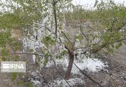 خسارت سرمازدگی به بیش از ۱۱ هزار هکتار از باغات آذربایجان‌غربی