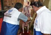 ۱۷۰ تیم بر ذبح دام عید قربان در خراسان رضوی نظارت دارند