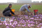کشف معجزه طلای سرخ با دستان پژوهشگر فارسی؛ زعفران دیم در راه است
