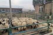 تقابل شور عید و تیغ نظارت؛ ۸۴ تیم دامپزشکی حافظ سلامت سفره‌های قربان در سیستان و بلوچستان