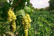 هشدار قرمز سفیدک برای تاکستان های ملایر بدنبال افزایش دما و رطوبت
